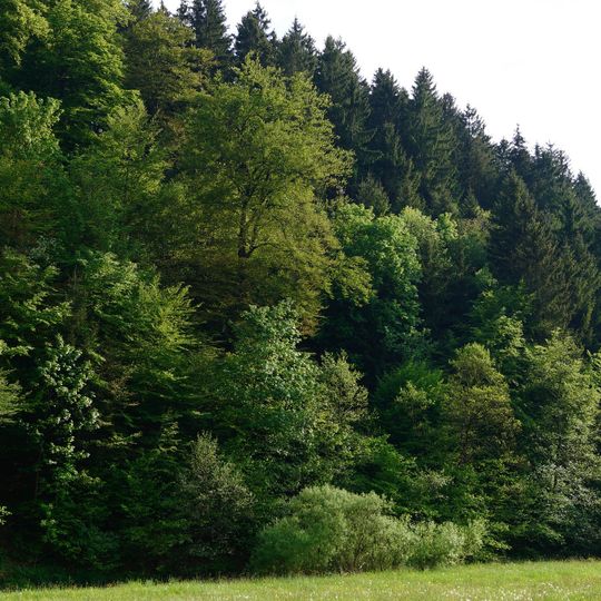 Schluchtwald bei Hundesossen