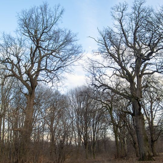 Kowaliwski dubtschaky