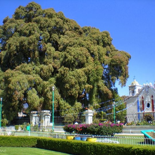 Santa María del Tule