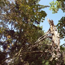 Smrk ztepilý u Vysokopeckého rybníka