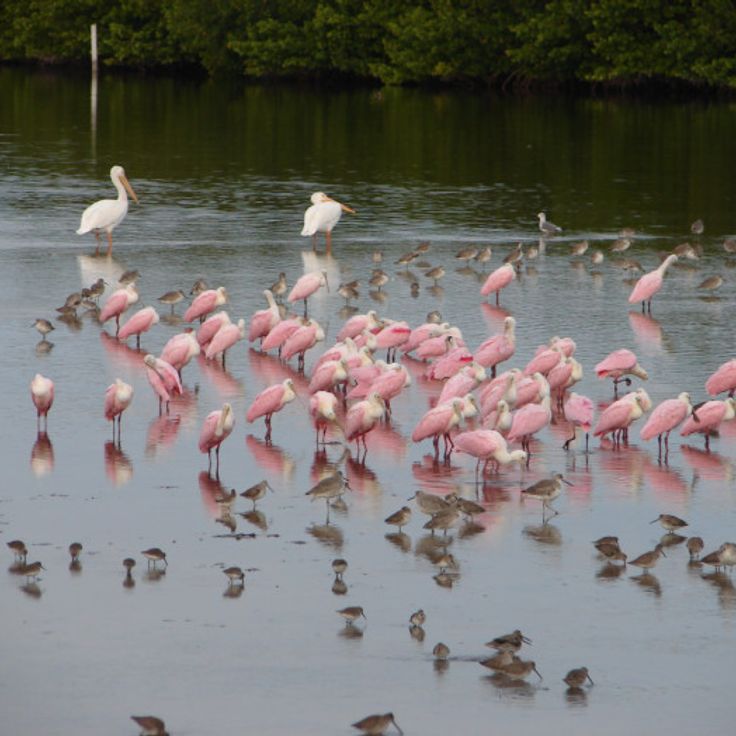 J.N. Darling Wildreservaat