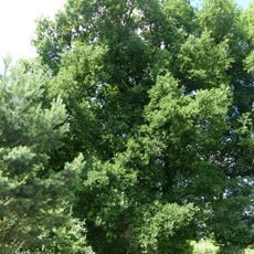 Stiel-Eichen am Steinkreuz