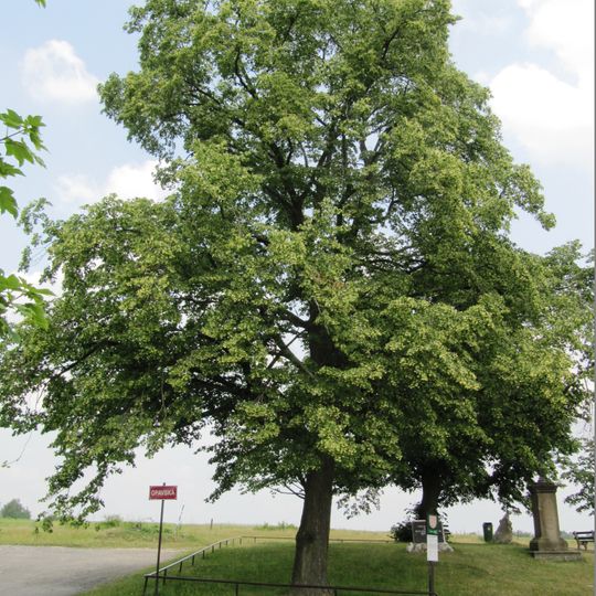 Lípy u Hýlovského památníku