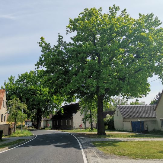 Stieleiche in Schwarzbach