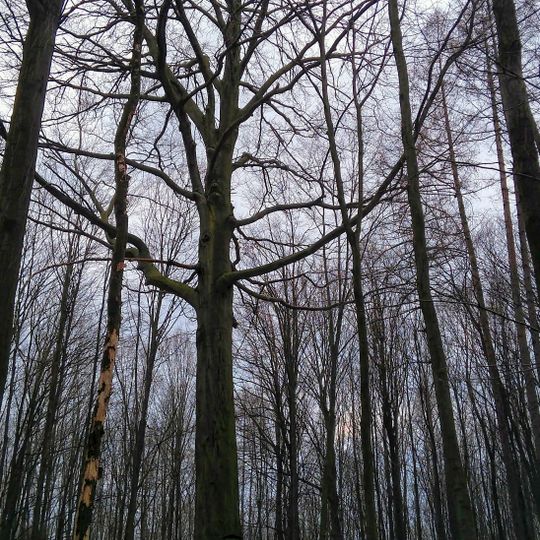 Buk lesní na Hrušové