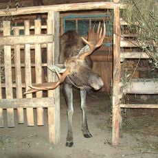Kostroma Moose Farm