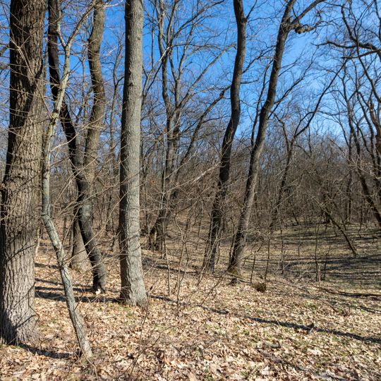 Hochertragseichenpflanzungen