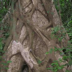 Tropical Botanical Garden and Research Institute