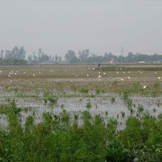 Red River freshwater swamp forests