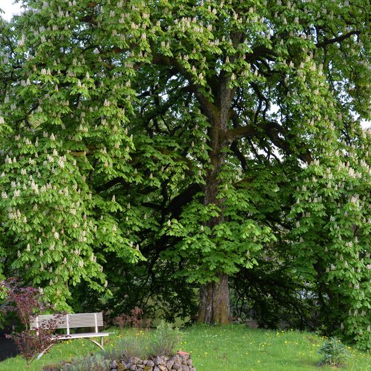 Kastanie auf der Pegnitzinsel