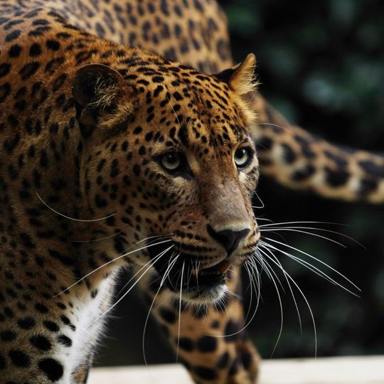 Les Terres de Nataé