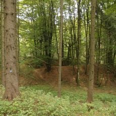 Buchenwälder bei Sitzambuch