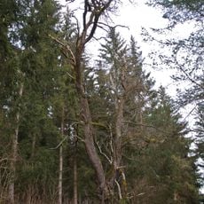 Eiche in Unterweißenbach