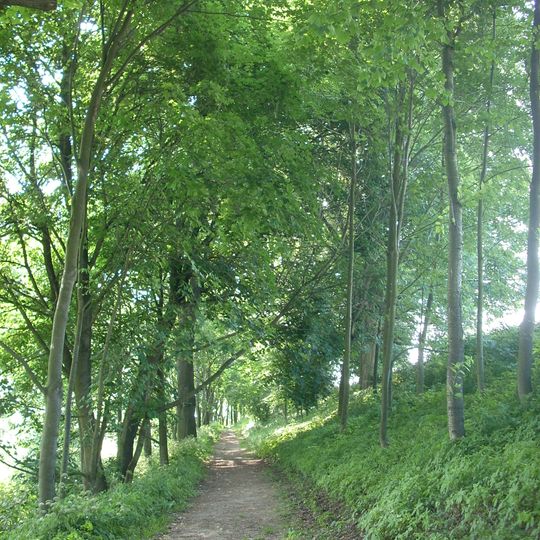 Stromořadí v Horním Kosově