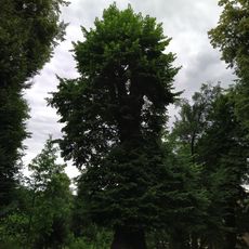 Zámecká lípa in Studénka