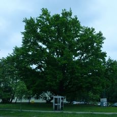 Monumental oak at 14 Białobrzeska Street in Warsaw