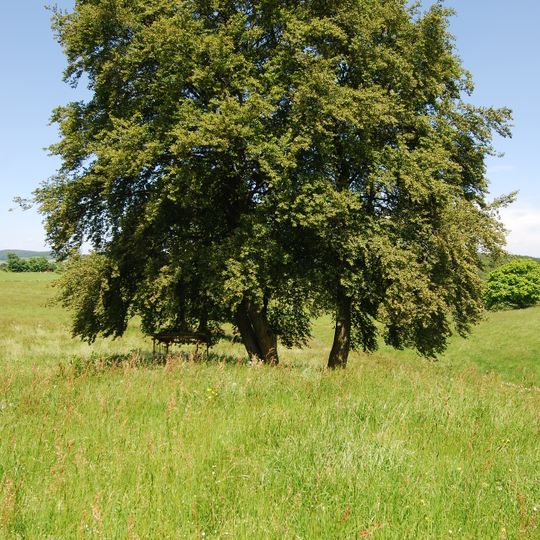 Naturdenkmal Hudebuchen