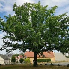 Luther-Eiche