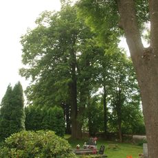 Lípa velkolistá v Ryžovišti