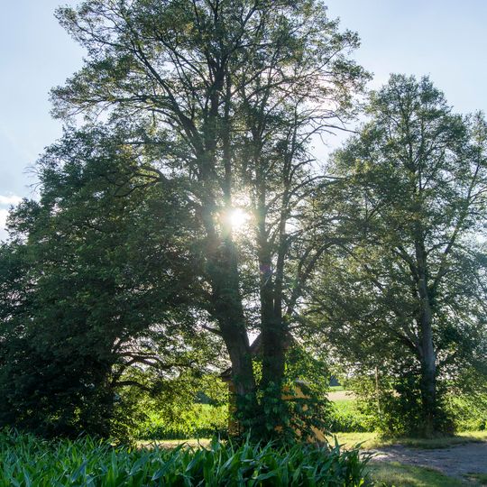 3 Linden im Gewann Mehläcker