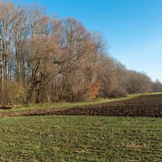 Riedwäldchen am Waagenbach