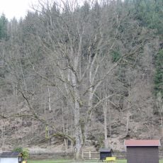 Klen u secesní vily