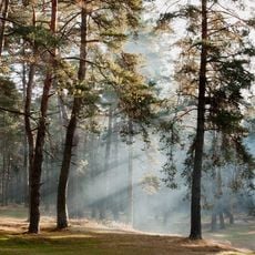 Дубові насадження