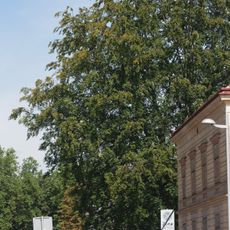 Rotbuche im alten Stadtgraben