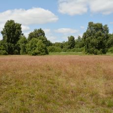 Baggerkuhle Gribbohm