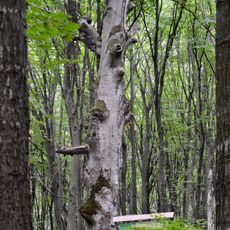 Fagus-patriarch nature monument
