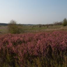 Zhytlova balka botanical reserve
