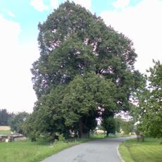 Lípa na Brabci u Nové Včelnice