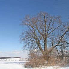 Lípy na Visálkách