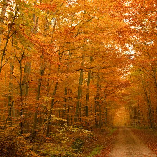 Donauwörther Forst mit Standortübungsplatz und Harburger Karab