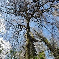 Fagus sylvatica in Hollsteitz