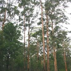 Mount Frankland National Park