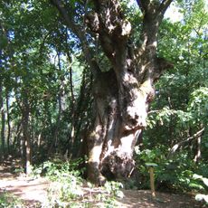 Lime Tree of Felsőmocsolád