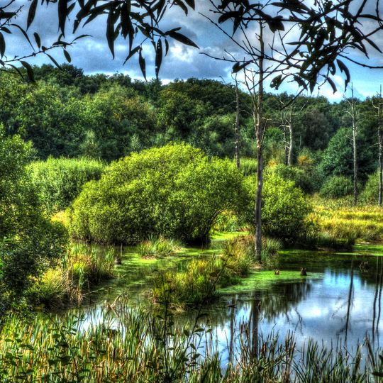 NSG Im Emscherbruch, noerdlich des Ewaldsees