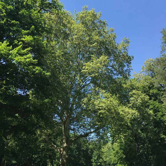 Platan ve Veltruském parku