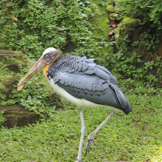 Taman Burung Taman Mini Indonesia Indah
