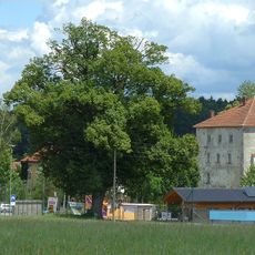 Linde in Waizenkirchen