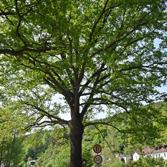 Dub ve Starých Dobrkovicích