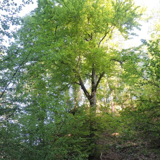 Grande faggio di Rocchetta Tanaro