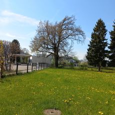 Pedunculate oak natural monument