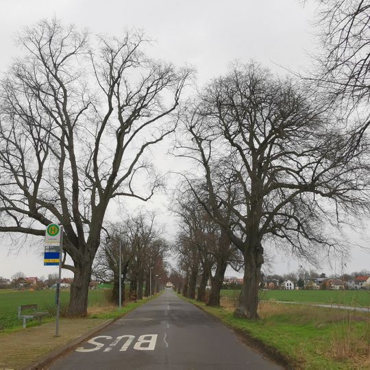Tilia avenue, Breitenfeld