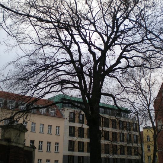 Stiel-Eiche Charité