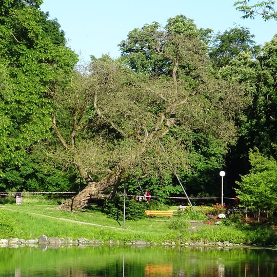 Trompetenbaum am "Oberen Ausee" nahe Friedrichsau 12