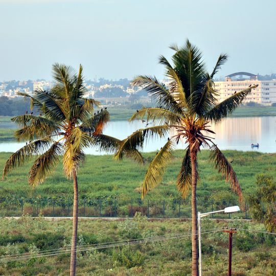 Bellandur Lake