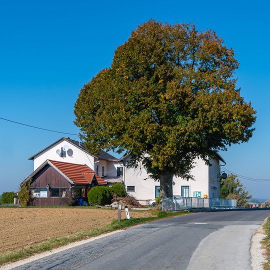 Baum mitten in der Welt
