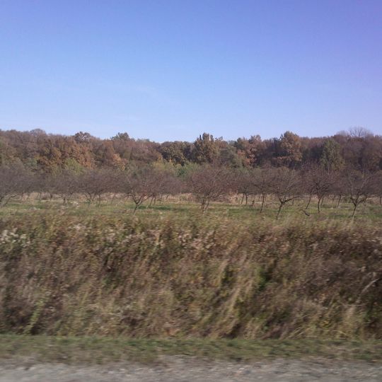 Bijeljevina Orahovička